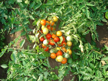 Сорт томата для открытого грунта ГНОМ.
