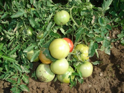Сорт томата для открытого грунта ЛОТОС.