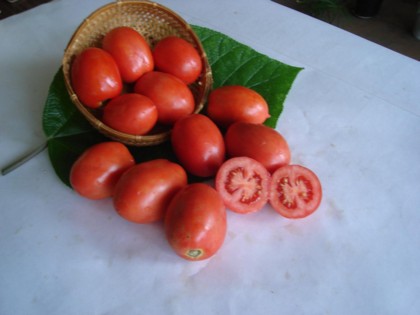 Сорт томата для открытого грунта Перст