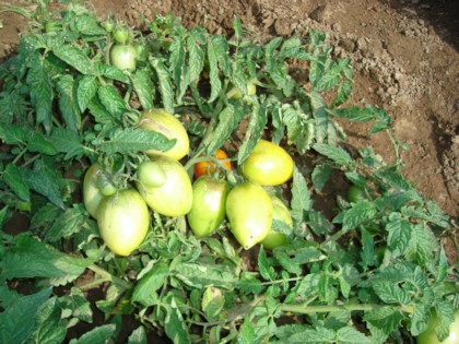 Сорт томата для открытого грунта Перст